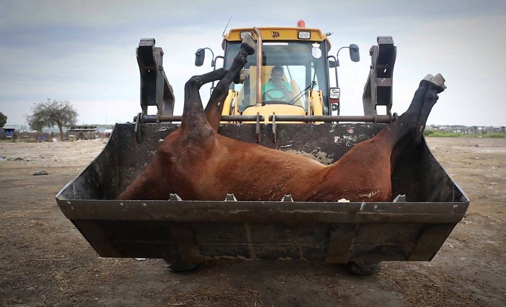Caballo muerto en El Rocío. Foto: PACMA.
