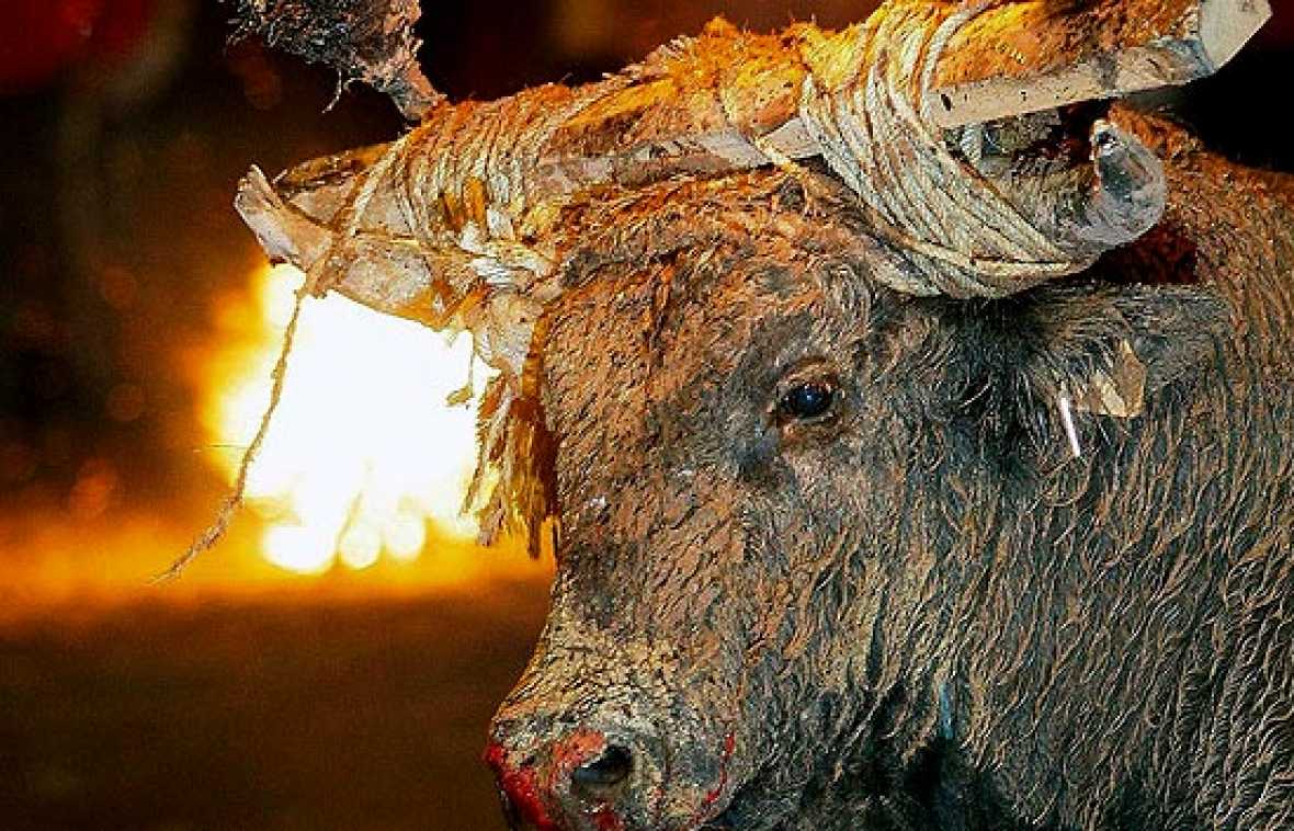 Toro de Medinaceli. Foto EFE.